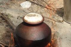 pongal celebration